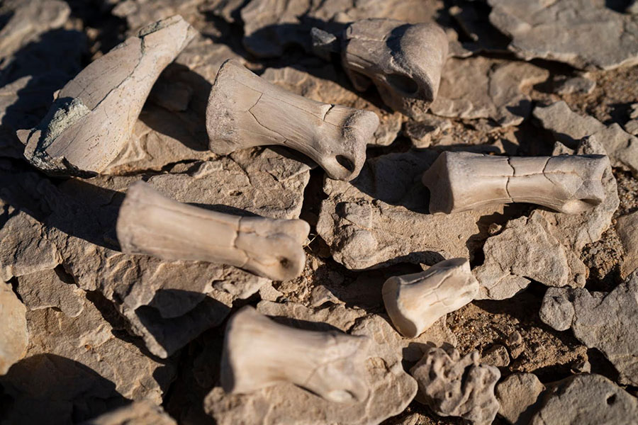 Bones found by drones.