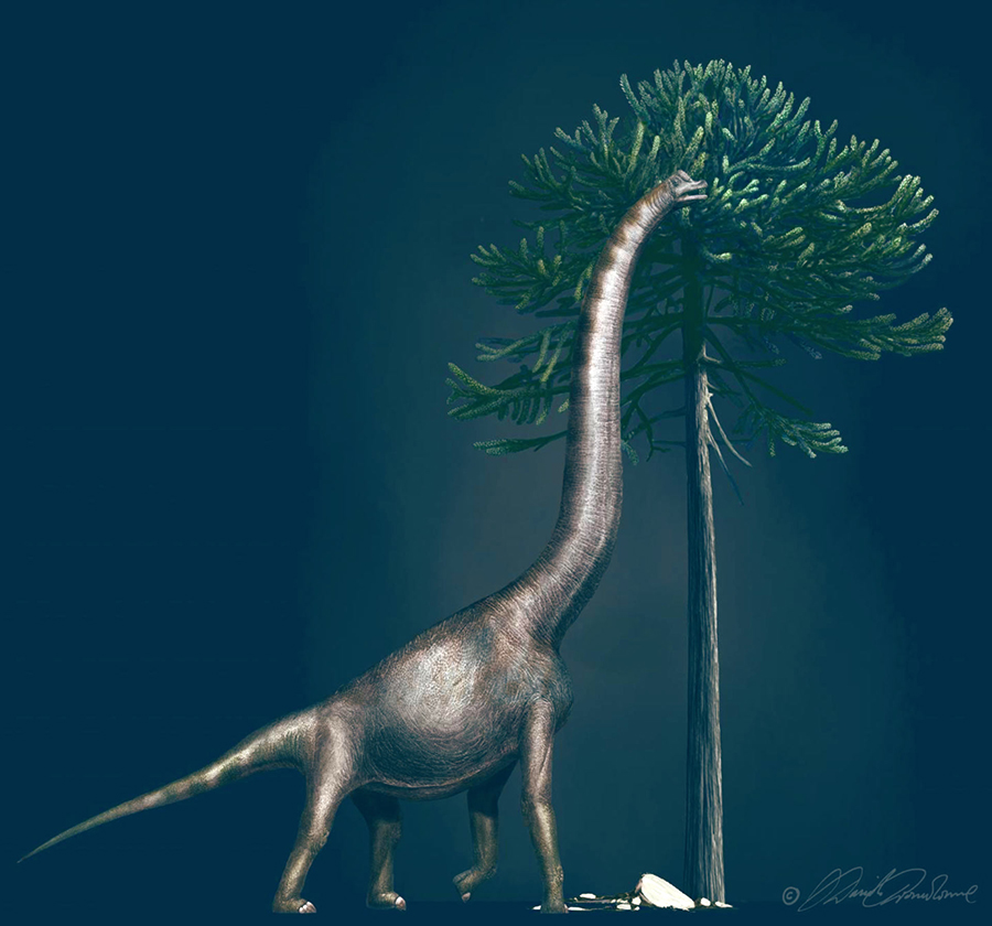 This illustration shows a Brachiosaurus eating from an Araucaria tree. These dinosaurs had enormous necks and relatively short tails. The animal to which the foot belongs was nearly 4 m high at its hip. Image credit: Davide Bonadonna.