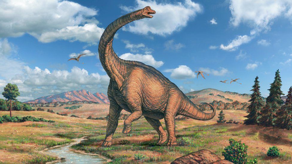 Brachiosaurus came later, and was even bigger. Image copyright SPL