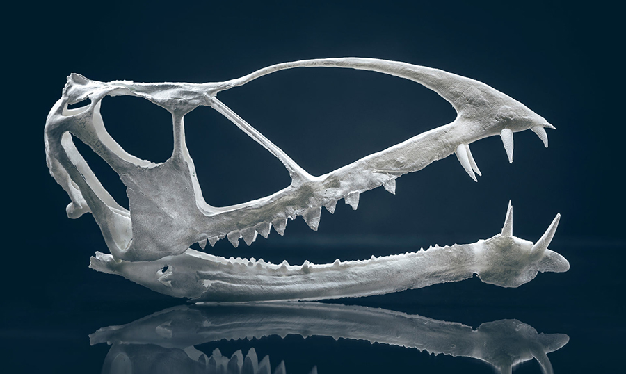 A 3D-printed model of the Caelestiventus hanseni skull. Image credit: Nate Edwards / Brigham Young University.