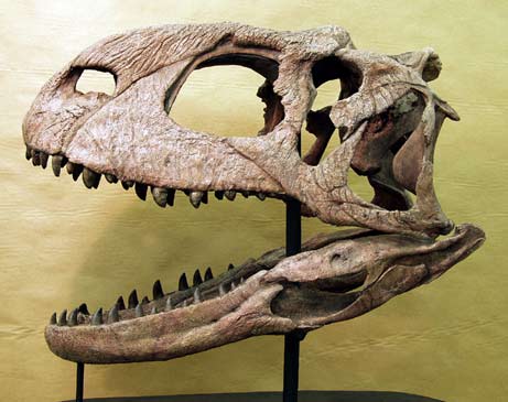 Cast of Rajasaurus skull (Wikimedia Commons)