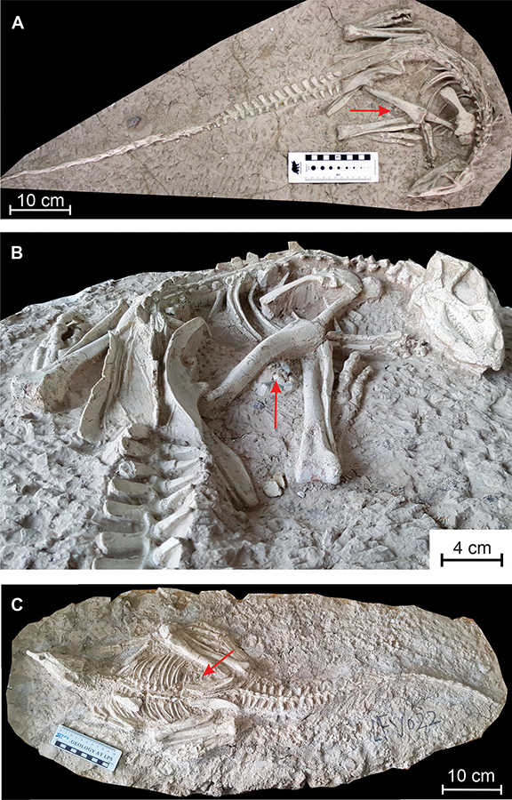 Changmiania liaoningensis, an ornithopod dinosaur from the Lower Cretaceous of Lujiatun (Liaoning Province, China). (A) Holotype PMOL AD00114 in dorsal view; (B) anterior part of the holotype PMOL AD00114 in caudolateral view; (C) referred specimen PMOL LFV022 in dorsal view. Red arrows indicate the emplacement of the gastrolith clusters. Credit: PeerJ (2020). DOI: 10.7717/peerj.9832