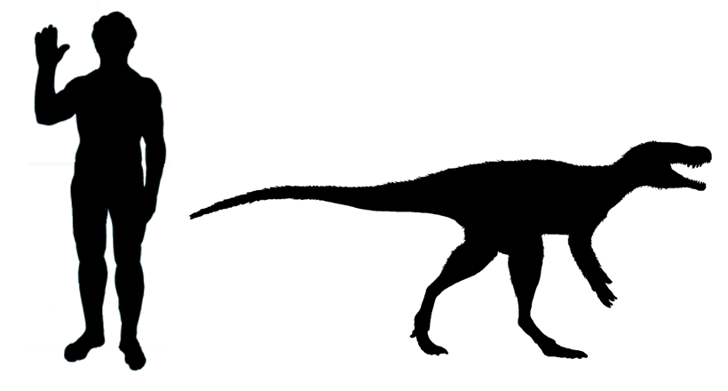 Comparison of the size of Chindesaurus and a human