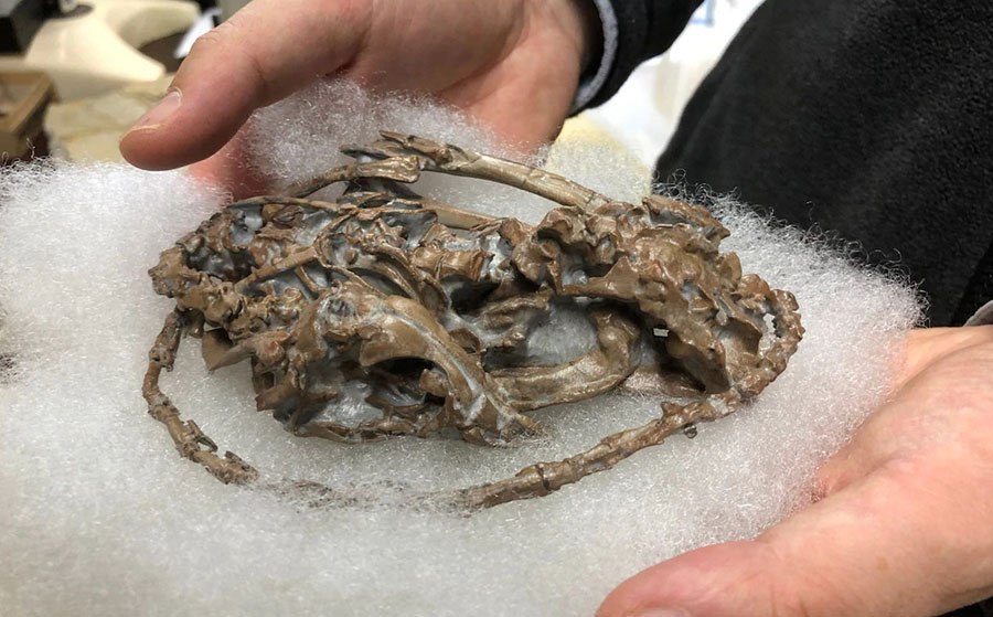 Chinese paleontologist Xu Xing has discovered seven new species of dinosaur this year alone CREDIT: SOPHIA YAN FOR THE TELEGRAPH