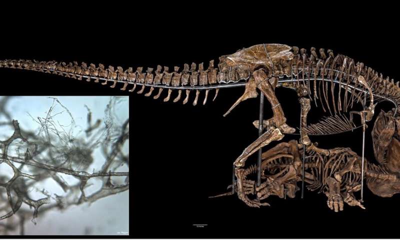 Credit: Boatman et al. and Smithsonian Institute