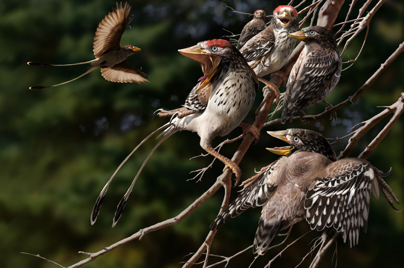 Credit: Jaime Chirinos/SPL