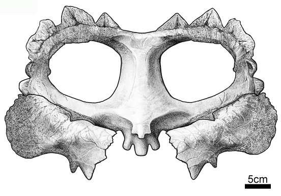 Crittendenceratops frill. Credit: New Mexico Museum of Natural History & Science