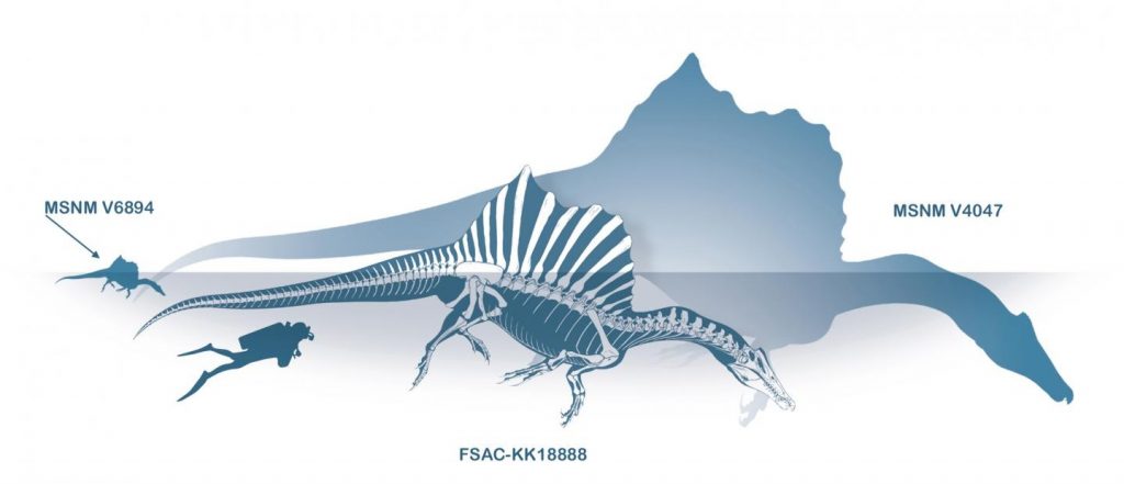 This is a size-comparison of relevant Spinosaurus specimens from Morocco: the baby MSNM V6894 (documented by the new fossil), the neotype FSAC-KK18888 (published in 2014), and the largest known individual MSNM V4047 (snout, published in 2005), compared with Homo (1.75 m tall). Spinosaurus was a semiaquatic, mainly piscivorous dinosaur with crocodile-like jaws. Credit: Marco Auditore and Prehistoric Minds