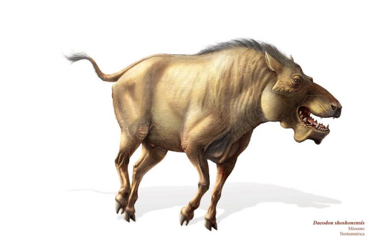 Daeodon by Pablo Lara