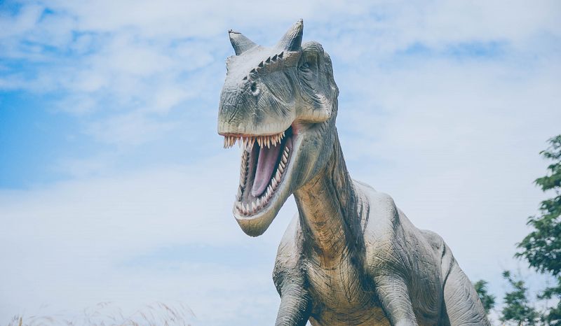 Dinosaurs had horns, crescents, and other features to attract mates. Photo by Alvaro Reyes on Unsplash
