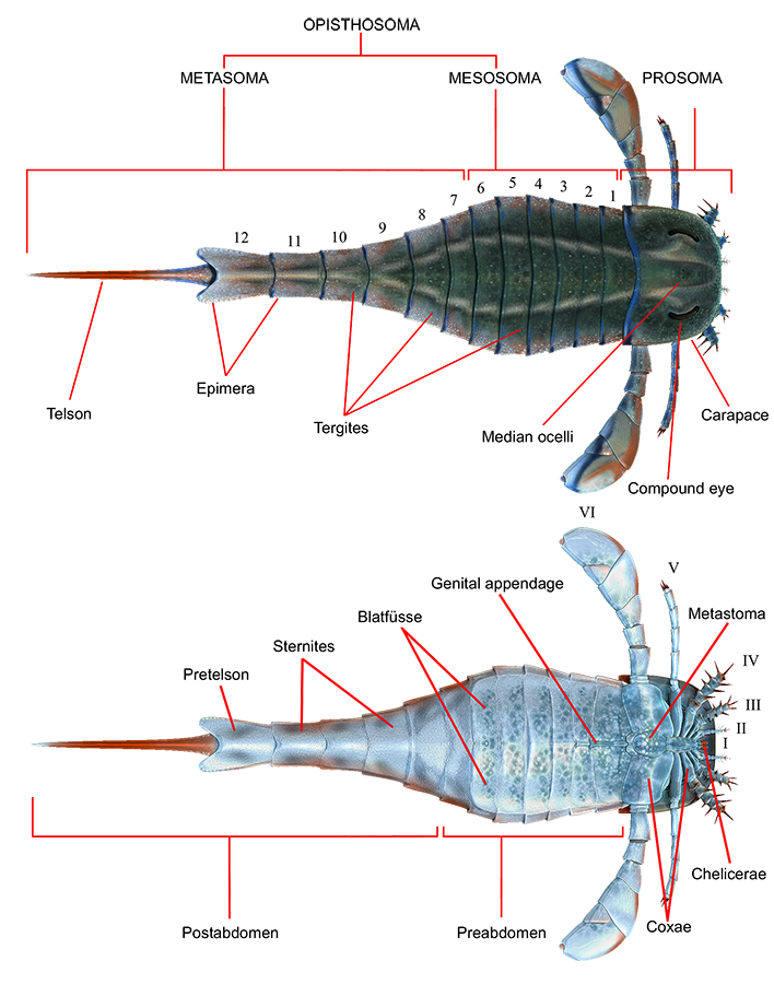 Eurypterus anatomy.