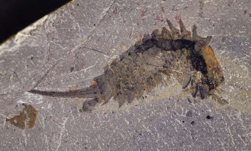  Fossil specimen of Habelia optata from the Royal Ontario Museum. This specimen spectacularly shows some of the very large jaws under the head shield. Note also the long dorsal spines on the thorax. Credit: Jean-Bernard Caron. Copyright: Royal Ontario Museum