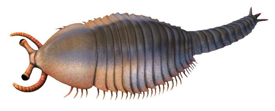 Restoration of the primitive Cambrian arachnomorph Fuxianhuia, one of the most basal members of the lineage that would eventually lead to both the chelicerates and the trilobites.