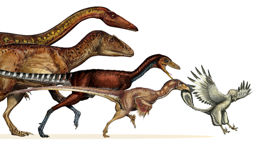 Honey, who shrunk the dinosaurs? Study traces dinosaur evolution into early birds