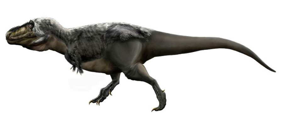 Illustration of the tyrannosaurid Tyrannosaurus rex with minimal feathers based on phylogenetic bracketing. Author: Durbed