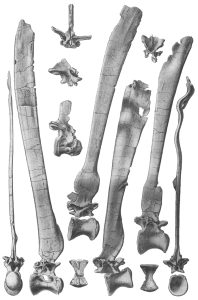 Illustrations of the vertebrate “sail” bones of Spinosaurus that appeared in one of Stromer’s monographs. Courtesy of Munich Museum of Paleontology