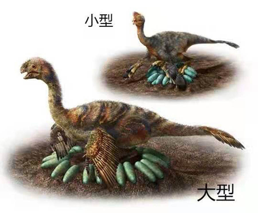 Image shows the brooding behavior of adult oviraptorids. Photo: Courtesy for Bi Shundong