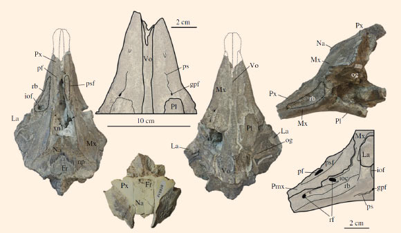 A skull of Inermorostrum xenops. Abbreviations: Fr – frontal, gpf – greater palatine foramen, ioc – infraorbital canal, iof – infraorbital foramen, La – lacrimal, Mx – maxilla, Na – nasal, np – nasal process of premaxilla, og – optic groove, Pl – palatine, pf – premaxillary foramen, ps – palatine sulcus, psf – premaxillary sac fossa, Px – premaxilla, rb – rostral basin, rf – reentrant foramina, Vo – vomer, xn – external nares. Image credit: Boessenecker et al, doi: 10.1098/rspb.2017.0531.