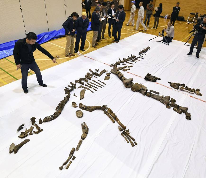 Japan's largest fossilized dinosaur skeleton unearthed in Hokkaido