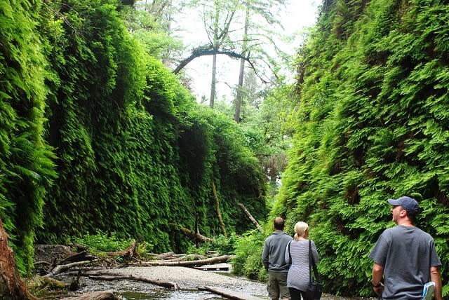 Fern Canyon in Prairie Creek Redwoods SP
