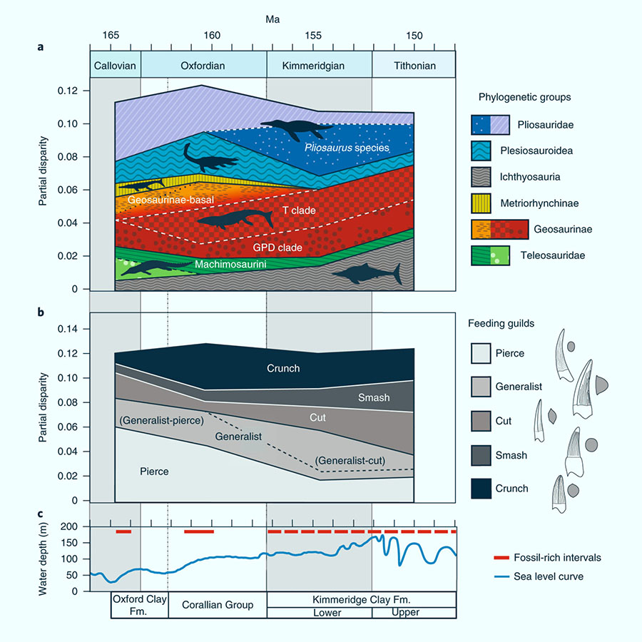 Partial disparity of Jurassic Sub-Boreal Seaway marine reptiles, mapped against global sea level: (a) partial disparity of taxonomic groups; (b) partial disparity of dietary guilds; (c) sea level curve, with fossil-rich intervals from the Sub-Boreal Seaway noted. Fm – Formation. Image credit: Foffa et al, doi: 10.1038/s41559-018-0656-6.