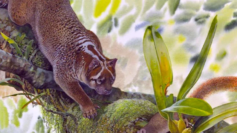 An artist's impression of marsupial lion now known as Lekaneleo roskellya. Photo / news.co.au