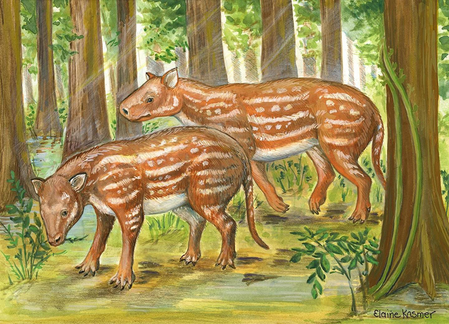 Life reconstruction of Cambaytherium (artwork by Elaine Kasmer). CREDIT: Elaine Kasmer