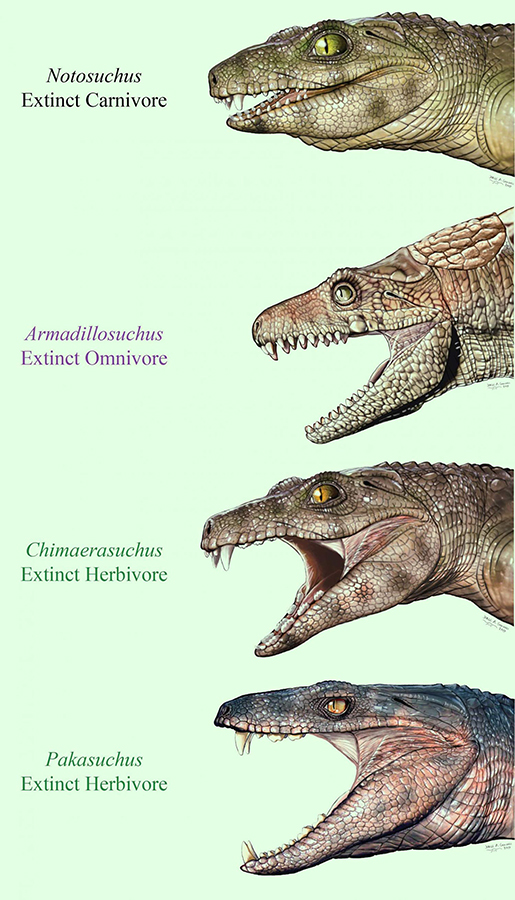 Life reconstructions of extinct crocodyliforms. Differences in tooth shape are related to differences in diets. Image credit: Jorge Gonzalez.
