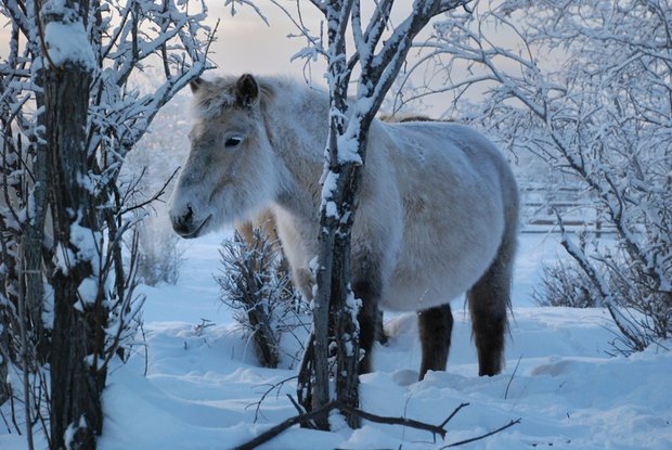 MUMMY: A Yakut horse is one of the contenders to act as surrogate to the cloned creature (Pic: Getty)