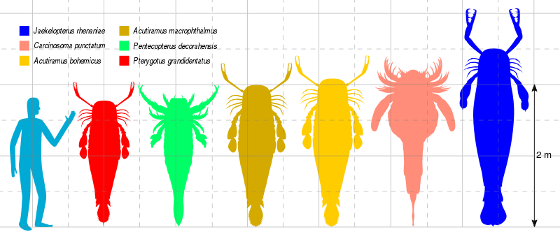 Size comparison of six of the largest eurypterids (sea scorpions). They are (from largest to smallest): Pterygotus grandidentatus, Pentecopterus decorahensis, Acutiramus macrophthalmus, A. bohemicus, Carcinosoma punctatum, and Jaekelopterus rhenaniae.