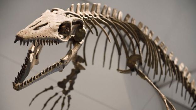 Mosasaur skulls are popular with private buyers. GETTY IMAGES