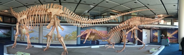 Mounted skeletons of the spinosaur theropod Suchomimus and the juvenile sauropod dinosaur Jobaria
