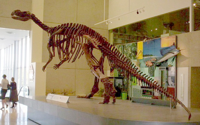 Reconstructed skeleton at the Queensland Museum
