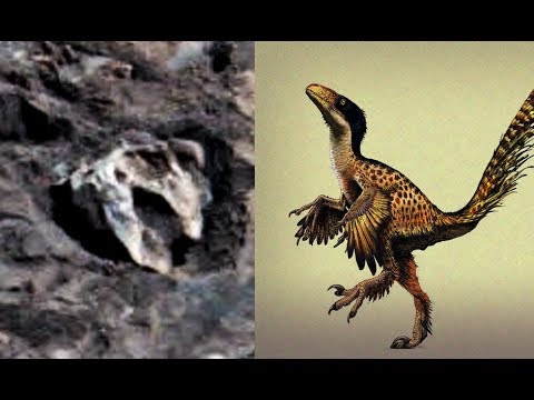 The alleged 'dinosaur skull' on Mars