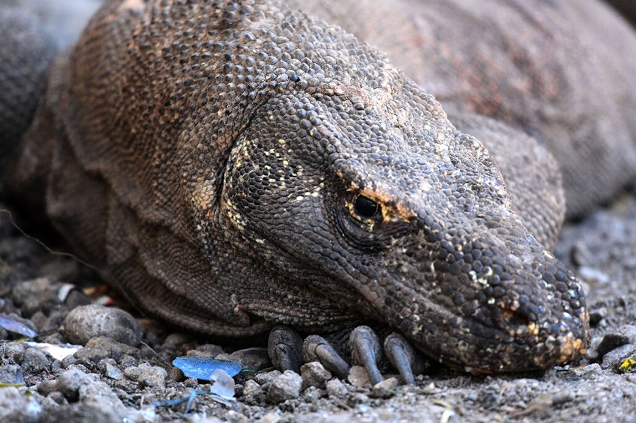 Nearly 3,000 of the world's biggest lizard species live on a cluster of islands east of Bali, where they grow to around three metres in length