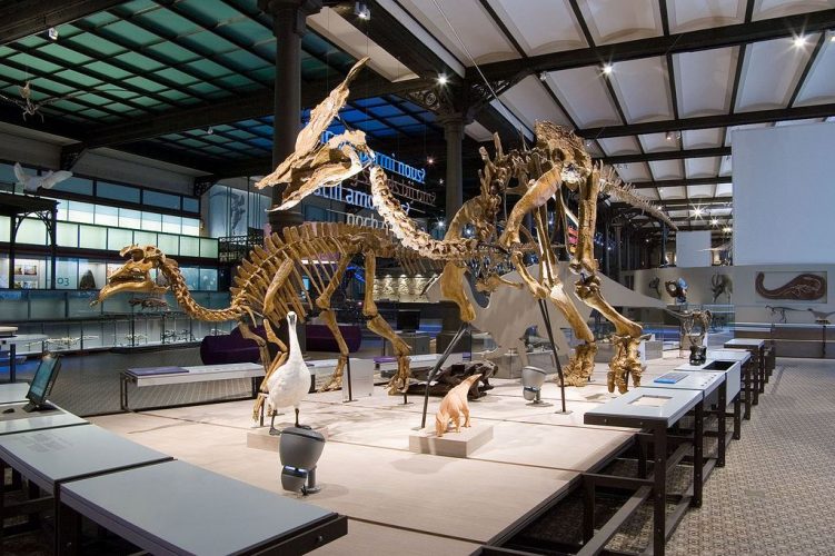 Olorotitan and Amurosaurus belong to the same group as the iguanodons. These two hadrosaurs were excavated by a team made up of our paleontologists and their Russian counterparts, in 2001 and 2003. Photo: Royal Belgian Institute of Natural Sciences