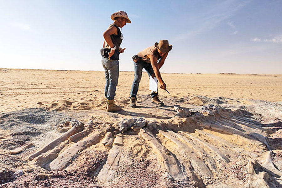 Sereno’s team collects the surface fragments of a dinosaur