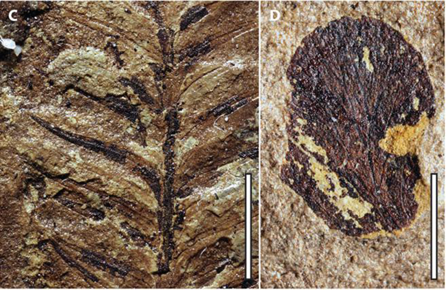 Paleontologists found these plant compression fossils in the Ferron Sandstone formation in Central Utah. N.A. JUD, UNIVERSITY OF FLORIDA