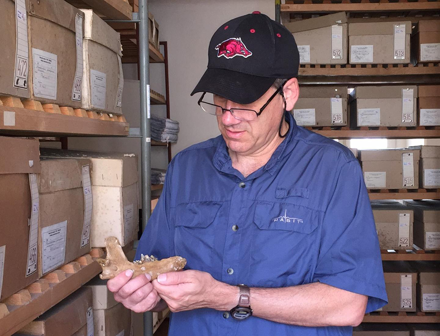 Peter Ungar with the jaw of a dog-like canid at the Moravian Museum in the Czech Republic.  CREDIT Peter Ungar