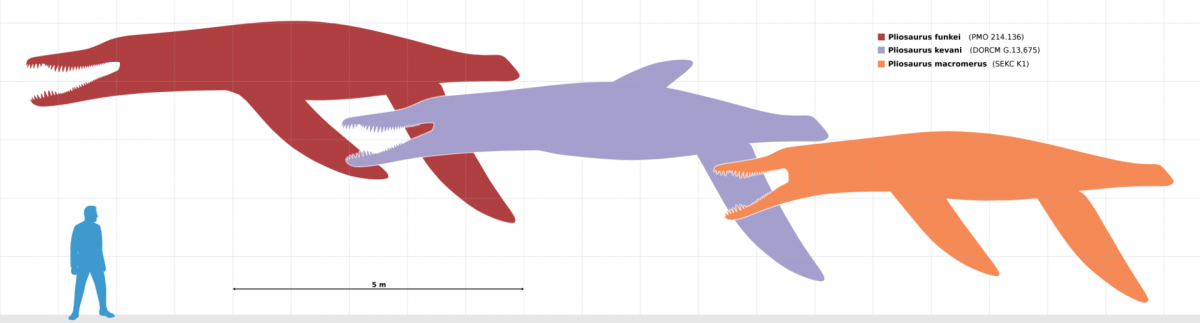 Scale diagram, presenting three of the largest species