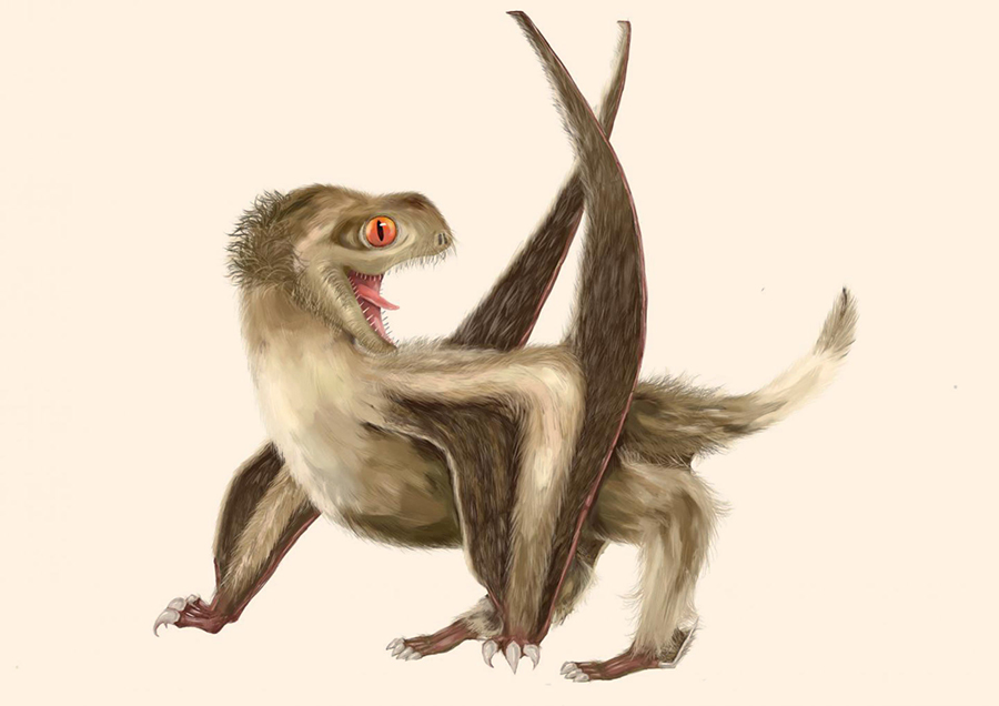 Reconstruction of one of the studied Yanliao Biota pterosaurs, with four different feather types over its head, neck, body, and wings, and a generally ginger-brown color. Image credit: Yuan Zhang.