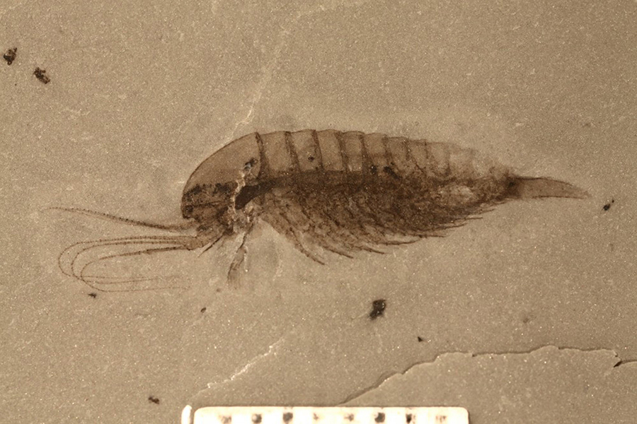 The arthropod Leanchoilia from the Qingjiang fossil site, China. Image credit: Fu et al, doi: 10.1126/science.aau8800.