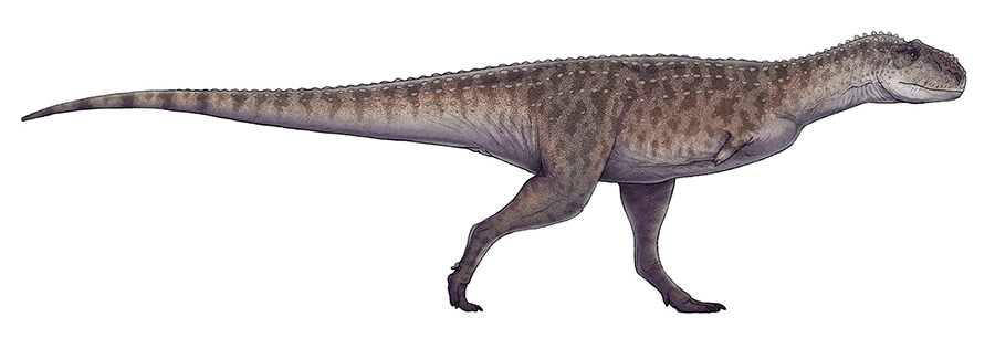 Restoration of Rajasaurus narmadensis based on GSI 21141/1–33.