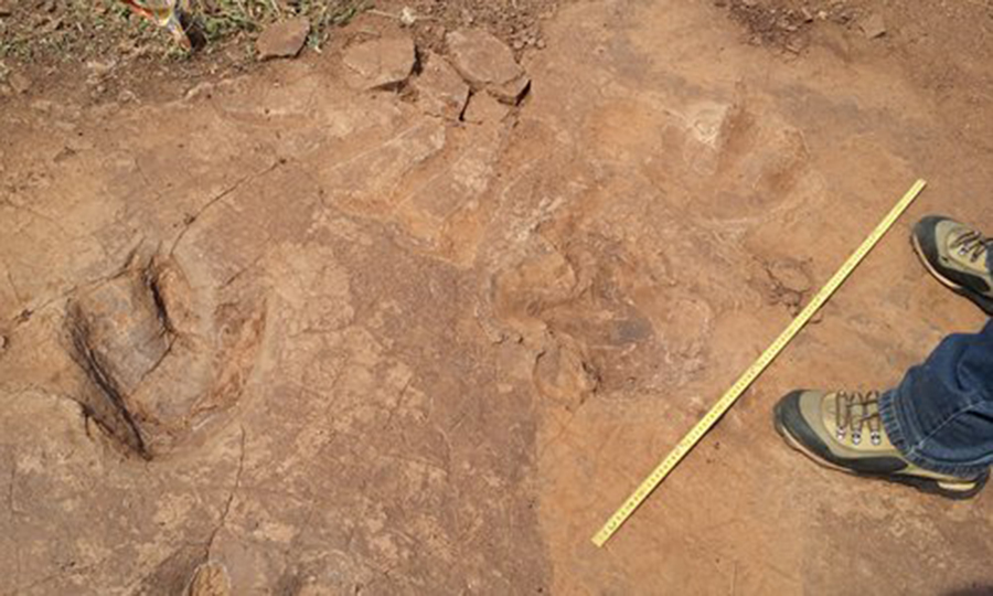 Rare footprints found in Chinese village reveal dinosaurs' 'social activities' - Global Times