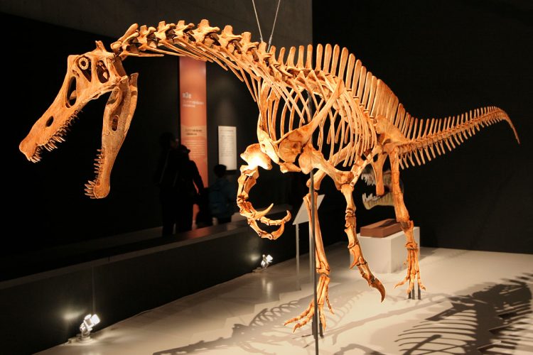 Reconstructed mount of Irritator challengeri