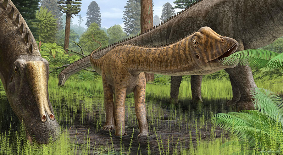 Reconstruction of the dinosaur “Andrew,” thought to be a young Diplodocus, in its environment. Andrew's teeth were different from those of adult Diplodocus and suggest that it ate a wider variety of plant types. ILLUSTRATION BY ANDREY ATUCHIN