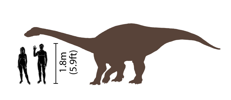 Riojasaurus, shown in comparison with humans. Debivort. Author: Debivort