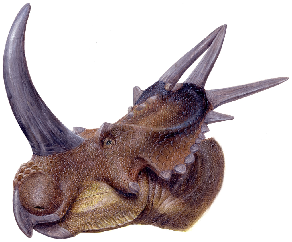 Rubeosaurus ovatus