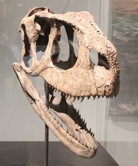 Rugops skull at the National Geographic Museum Spinosaurus Exhibit. Author Ryan Somma