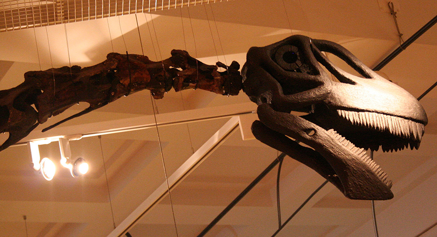 Neck vertebrae and restored skull of the Rutland C.oxoniensis